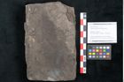 Foto (Objekt + Etikett) von Fraxinus savinensis Ettingshausen (NHMW-GEO-2024-0188-8006)